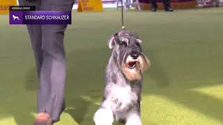 Standard Schnauzers  Breed Judging 2024 [upl. by Yerffoej]