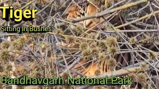 Tiger Sighting At Bandhavgarh National Park। Safari Bandhavgarh।Jeep Safari Bandhavgarh । Open Gypsy [upl. by Maitland385]