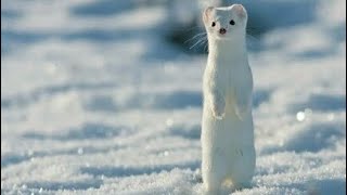 Meet the Animals 93 Ermine [upl. by Sloatman]