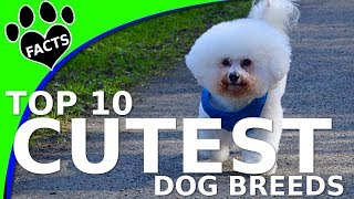 Top 10 Cutest of All Small Dogs in the World  Dogs 101 [upl. by Inalak]