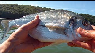 Kayak Fishing  Fishing for Gilthead Bream [upl. by Mutz748]