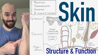 Integumentary System  Structure and Function of the Skin [upl. by Ornstead]