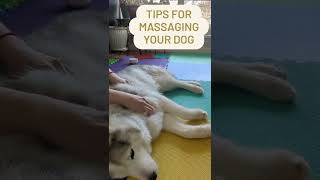 5 Tips for Massaging Your Dog  Animal Massage [upl. by Onia]