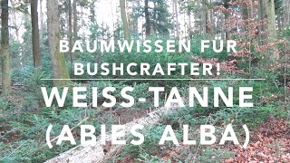 Die Weißtanne Baumwissen für Bushcrafter [upl. by Oinolopa]