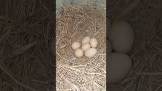 Old nests hatch new nests lay eggs once animals fypシ゚viral shortvideo [upl. by Ytsirhk]