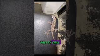 What kind of Lizard🦎 shortslizardanimal [upl. by Allissa]