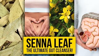 Senna Leaf The Ultimate Gut Cleanser  Yeyeo Botanica [upl. by Thierry527]