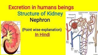 Structure of Kidney  Nephron  Bowmans Capsule  Glomerulus  In Hindi [upl. by Theona153]