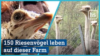 Diese Straußenfarm Tannenhof in Schaafheim beheimatet rund 150 Riesenvögel  hessenschau [upl. by Ostler]