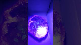 phosphorescence geode found today in Keokuk area Full video to come out in a few weeks [upl. by Soane]