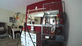 4K UHD  Parakeets baby budgies in our room Long version [upl. by Annais]