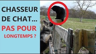 CHASSEUR DE CHAT  BERGER ALLEMAND EDUCATION [upl. by Kahaleel497]