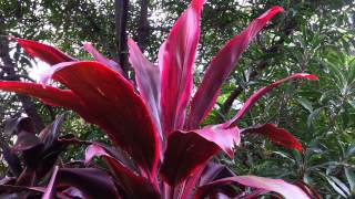 Cordyline fruticosa rubra  Palm Lily HD 04 [upl. by Ennahtebazile]