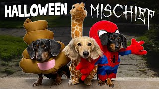 HALLOWEEN MISCHIEF  Cute amp Funny Wiener Dogs Go Trick or Treating [upl. by Ahker9]