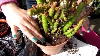 Planting our NEW Cactus Plant Rescue  Opuntia subulata Monstrose [upl. by Reywas]