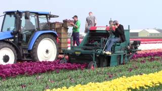 TULIP HARVEST Lisse Holland April 2014 [upl. by Holub]