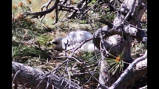 Bonellis Eagle Nest Aquila fasciata Περτικοσιάχινο  Σπιζαετός  Cyprus [upl. by Carney]