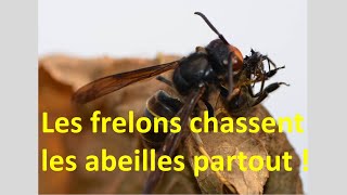 Chasse de frelons [upl. by Fital]