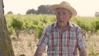 Terroir Vacqueyras  La Grande Terrasse des Garrigues  soustitres Français [upl. by Ylatfen]