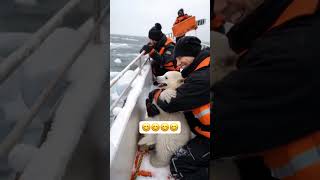 a polar bear cub on board travel polarbear winter snow greenland antarktika [upl. by Beaufert]