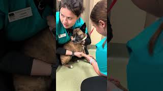 Canine Lateral Recumbency and Saphenous Venipuncture Restraint [upl. by Nayrb]