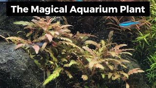 Hygrophila Pinnatifida Magical Aquarium Plants 2019 [upl. by Breana]