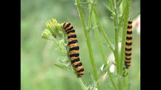 Two Worts and a Cinnabar [upl. by Buonomo607]