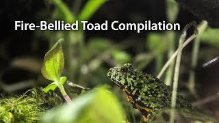 Firebellied Toad Compilation [upl. by Annayoj]