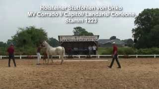 httpholsteinerhorsede Holsteiner Stutfohlen von Uriko [upl. by Alym343]