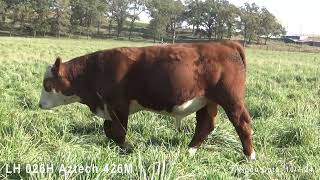 Bull 426M Aztech New [upl. by Wong]