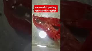 project 2 successful pairing  red clarkii crayfish lobster crayfishfarm [upl. by Whiffen]