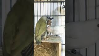 Gouldien and Diamond Firetail Chick birds lovebirdsofig gouldianfinch diamondfiretail birdslove [upl. by Boswell]