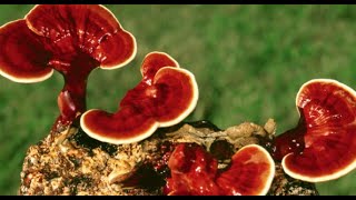 Reishi amp Its Uses [upl. by Yorke]