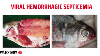 Viral hemorrhagic septicemia Part 1 [upl. by Reivilo]