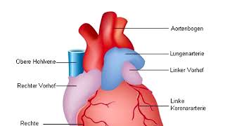 Herzinfarkt Myokardinfarkt Herzschlag [upl. by Niotna]