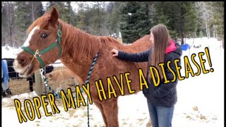 Cushings disease in horses What to look for [upl. by Ahterod]