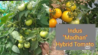 Indus Company quotMadhanquot hybrid Tomato good Yield for Rainy Season Variety [upl. by Alistair]