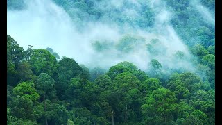 HUTAN MERATUS  KALIMANTAN SELATAN [upl. by Nnaul]