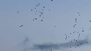 Pink footed geese arriving Findhorn bay [upl. by Haimerej]