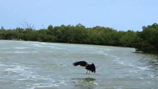 Schwarzer Seeadler greift Fisch  Ría Lagartos Biosphere Natural Park  Yucatan  Mexiko [upl. by Retrak]