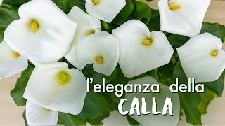 Zantedeschia aethiopica come prendersi cura della meravigliosa Calla [upl. by Luo]