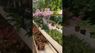 Al warsan nursery Dubai [upl. by Girardi395]