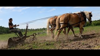 Working Draft Horses In The Heat amp Humidity  How I Cool Them Off [upl. by Vassar]