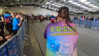 FLYBALL BFA indoor championships with FOCUS [upl. by Diet294]