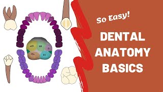 Eruption Sequence of Teeth [upl. by Alfonse]