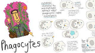 Phagocytes white blood cells that identify and destroy pathogens through phagocytosis [upl. by Irec]