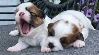 Fiona Shichon Puppies Shihtzu Bichon Puppies Timbercreekpuppies Teddybear puppies [upl. by Asilim]