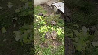 Hermann tortoise enjoying some lettuce hermannstortoise tortoise turtles swetlandtortoises [upl. by Boigie175]