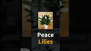 Discover the Top 10 Indoor Plants That Thrive Without Sunlight shorts indoorplants indoor [upl. by Ocsecnarf978]