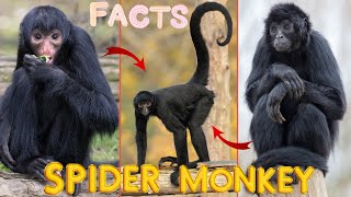 Spider Monkeys  Facts Habitat And Acting Behavior Like Humans [upl. by Aiynot455]